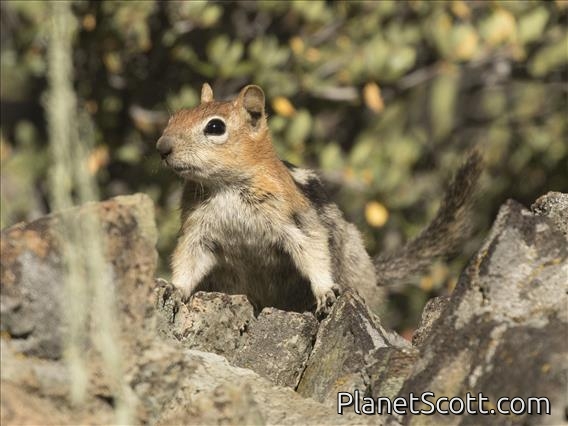 Golden-mantled Ground Squirrel (Callospermophilus lateralis)