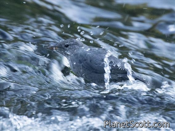 American Dipper (Cinclus mexicanus)