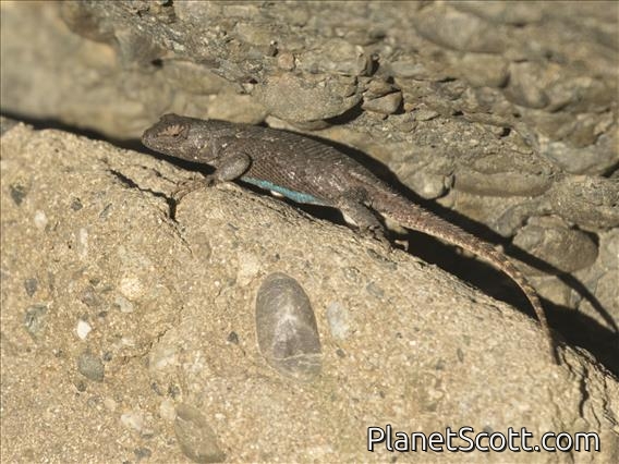 Western Fence Lizard (Sceloporus occidentalis)