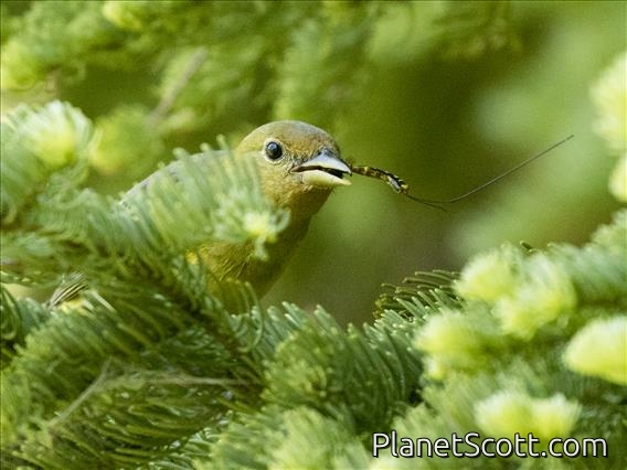 Western Tanager (Piranga ludoviciana)