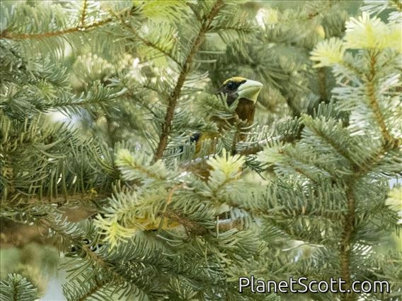 Evening Grosbeak (Coccothraustes vespertinus)