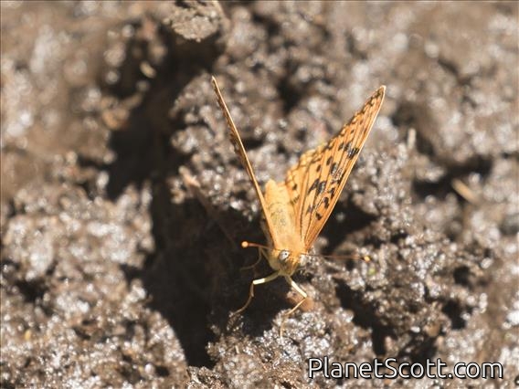 Greater Fritillary (Argynnis sp)