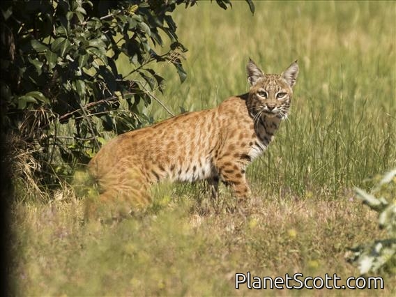 Bobcat (Lynx rufus)