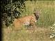 Bobcat (Lynx rufus)