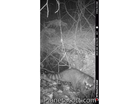 Northern Raccoon (Procyon lotor)