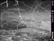 Northern Raccoon (Procyon lotor)