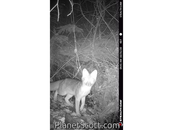 Gray Fox (Urocyon cinereoargenteus)
