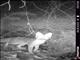 Gray Fox (Urocyon cinereoargenteus)