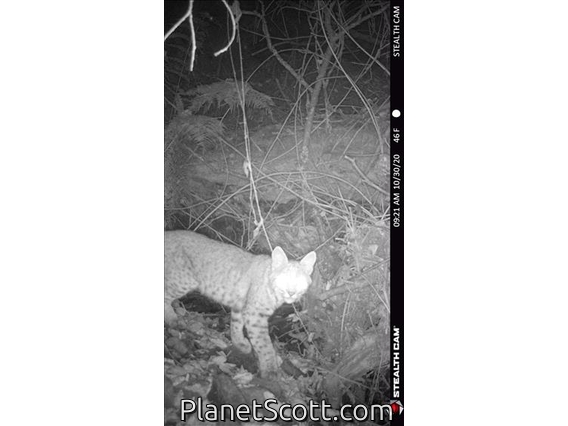Bobcat (Lynx rufus)