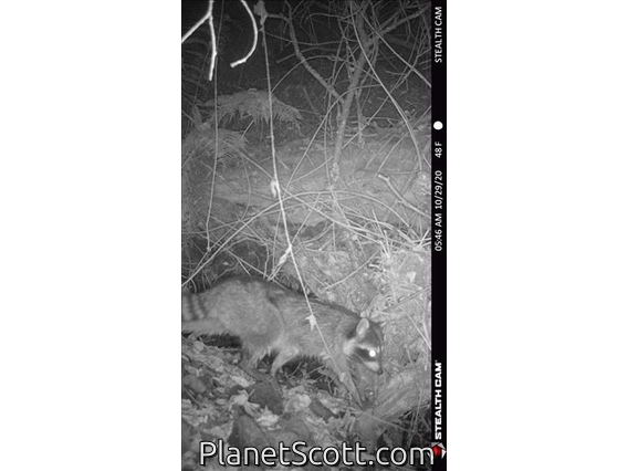 Northern Raccoon (Procyon lotor)