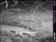 Gray Fox (Urocyon cinereoargenteus)