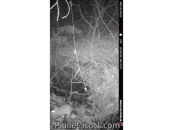 Dusky-footed Woodrat (Neotoma fuscipes)