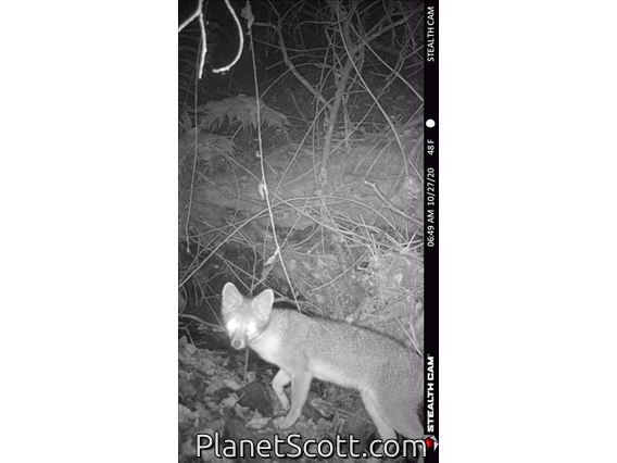 Gray Fox (Urocyon cinereoargenteus)