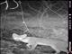 Gray Fox (Urocyon cinereoargenteus)