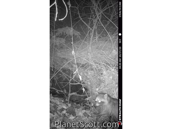 Northern Raccoon (Procyon lotor)