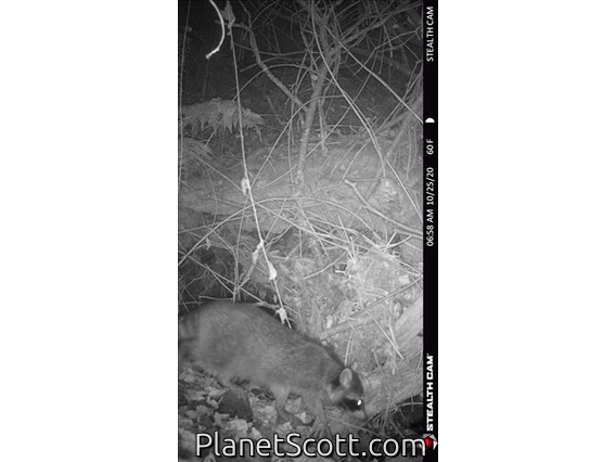 Northern Raccoon (Procyon lotor)
