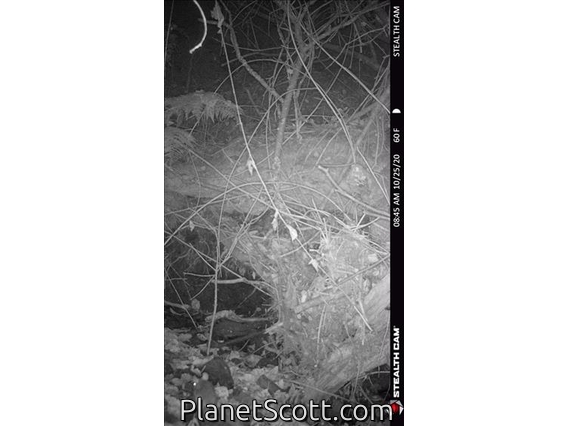 Dusky-footed Woodrat (Neotoma fuscipes)