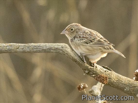 Grasshopper Sparrow (Ammodramus savannarum)