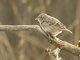 Grasshopper Sparrow (Ammodramus savannarum)