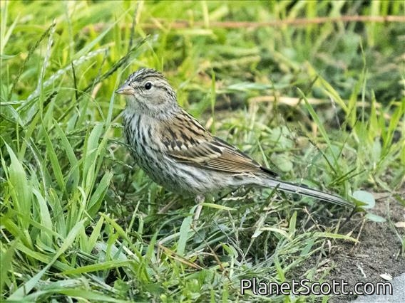 Chipping Sparrow (Spizella passerina) - Juvenile