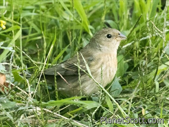 Lazuli Bunting (Passerina amoena) - Female