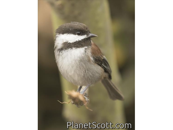 Chestnut-backed Chickadee (Poecile rufescens)