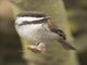 Chestnut-backed Chickadee (Poecile rufescens)