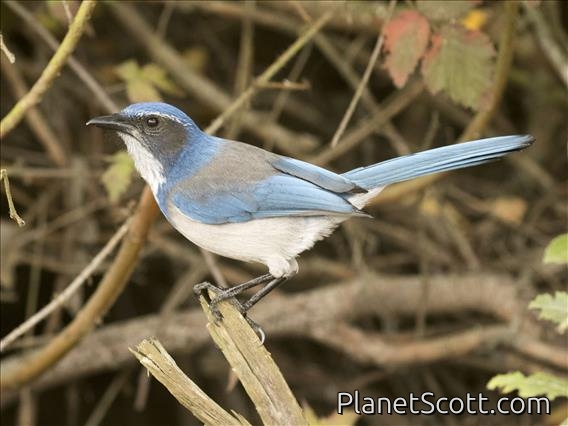 California Scrub-Jay (Aphelocoma californica)