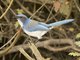 California Scrub-Jay (Aphelocoma californica)