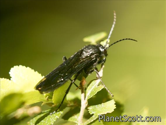 Thynnid Flower Wasps (Elaphroptera Elaphroptera nigripennis)