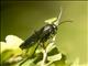 Thynnid Flower Wasps (Elaphroptera Elaphroptera nigripennis)