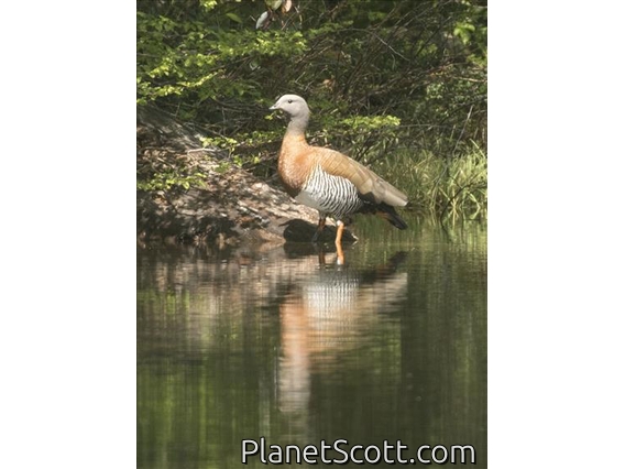 Ashy-headed Goose (Chloephaga poliocephala)