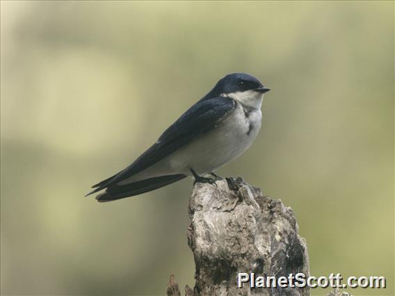 Chilean Swallow (Tachycineta leucopyga)