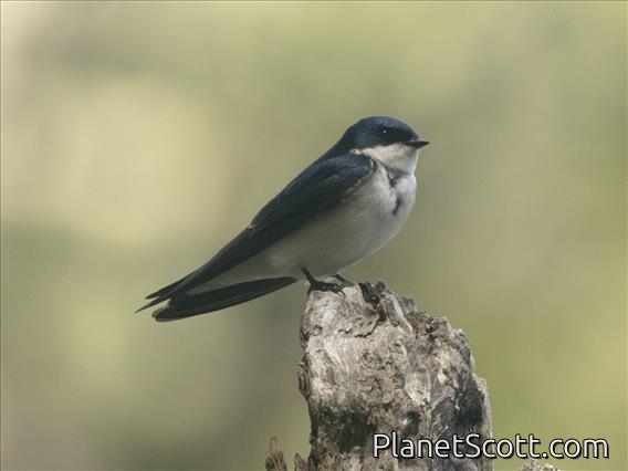 Chilean Swallow (Tachycineta leucopyga)