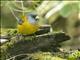 Patagonian Sierra-Finch (Phrygilus patagonicus)