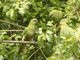 Austral Parakeet (Enicognathus ferrugineus)
