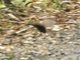 Magellanic Tapaculo (Scytalopus magellanicus)