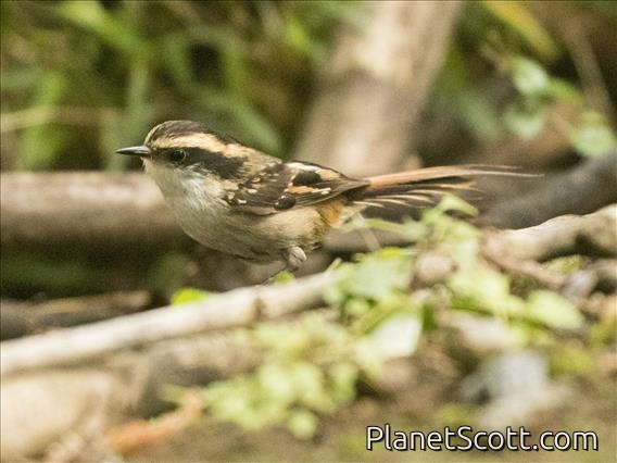 Thorn-tailed Rayadito (Aphrastura spinicauda)