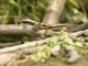 Thorn-tailed Rayadito (Aphrastura spinicauda)