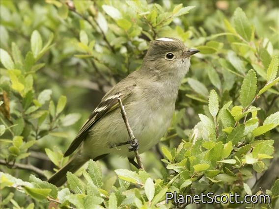 White-crested Elaenia (Elaenia albiceps)