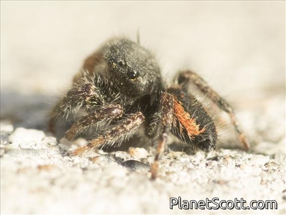 Johnson's Jumping Spider (Phidippus johnsoni)