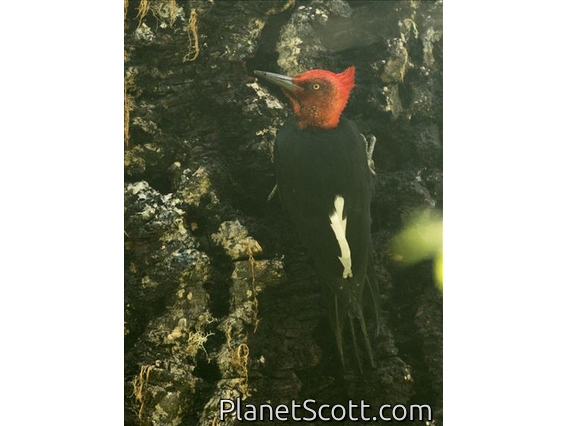 Magellanic Woodpecker (Campephilus magellanicus) - Male