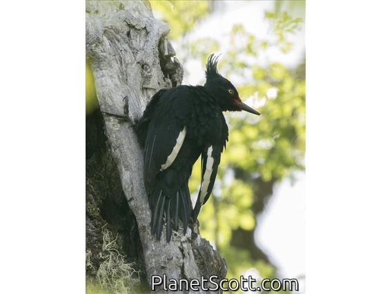 Magellanic Woodpecker (Campephilus magellanicus) - Female