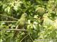 Austral Parakeet (Enicognathus ferrugineus)