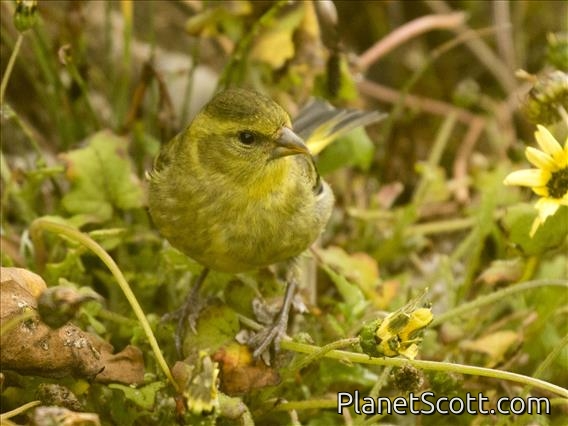 Black-chinned Siskin (Spinus barbatus)