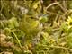 Black-chinned Siskin (Spinus barbatus)