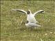 Brown-hooded Gull (Chroicocephalus maculipennis)
