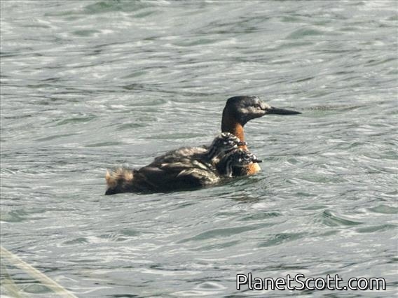Great Grebe (Podiceps major)