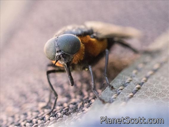 Black Horse Fly (Scaptia lata)