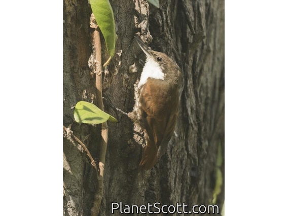 White-throated Treerunner (Pygarrhichas albogularis)